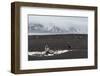 Antarctic fur seals (Arctocephalus gazella) on the beach, Deception Island, Antarctica, Polar Regio-Sergio Pitamitz-Framed Photographic Print