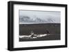 Antarctic fur seals (Arctocephalus gazella) on the beach, Deception Island, Antarctica, Polar Regio-Sergio Pitamitz-Framed Photographic Print