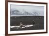 Antarctic fur seals (Arctocephalus gazella) on the beach, Deception Island, Antarctica, Polar Regio-Sergio Pitamitz-Framed Photographic Print