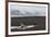 Antarctic fur seals (Arctocephalus gazella) on the beach, Deception Island, Antarctica, Polar Regio-Sergio Pitamitz-Framed Photographic Print