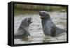 Antarctic Fur Seals Playing in Shallow Water-DLILLC-Framed Stretched Canvas