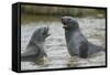 Antarctic Fur Seals Playing in Shallow Water-DLILLC-Framed Stretched Canvas