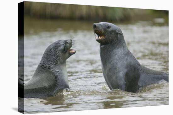 Antarctic Fur Seals Playing in Shallow Water-DLILLC-Stretched Canvas