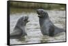 Antarctic Fur Seals Playing in Shallow Water-DLILLC-Framed Stretched Canvas