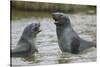 Antarctic Fur Seals Playing in Shallow Water-DLILLC-Stretched Canvas