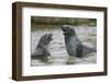 Antarctic Fur Seals Playing in Shallow Water-DLILLC-Framed Photographic Print