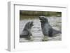 Antarctic Fur Seals Playing in Shallow Water-DLILLC-Framed Photographic Print