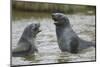 Antarctic Fur Seals Playing in Shallow Water-DLILLC-Mounted Photographic Print