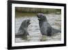 Antarctic Fur Seals Playing in Shallow Water-DLILLC-Framed Photographic Print