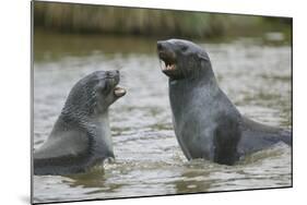 Antarctic Fur Seals Playing in Shallow Water-DLILLC-Mounted Photographic Print