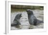 Antarctic Fur Seals Playing in Shallow Water-DLILLC-Framed Photographic Print