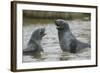 Antarctic Fur Seals Playing in Shallow Water-DLILLC-Framed Photographic Print