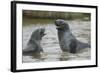 Antarctic Fur Seals Playing in Shallow Water-DLILLC-Framed Photographic Print