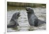 Antarctic Fur Seals Playing in Shallow Water-DLILLC-Framed Photographic Print