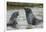 Antarctic Fur Seals Playing in Shallow Water-DLILLC-Framed Photographic Print