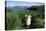 Antarctic Fur Seals Relaxing in Tussock Grass-Paul Souders-Stretched Canvas