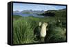 Antarctic Fur Seals Relaxing in Tussock Grass-Paul Souders-Framed Stretched Canvas