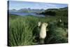 Antarctic Fur Seals Relaxing in Tussock Grass-Paul Souders-Stretched Canvas