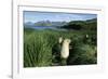 Antarctic Fur Seals Relaxing in Tussock Grass-Paul Souders-Framed Photographic Print