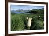 Antarctic Fur Seals Relaxing in Tussock Grass-Paul Souders-Framed Photographic Print