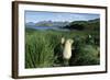 Antarctic Fur Seals Relaxing in Tussock Grass-Paul Souders-Framed Photographic Print