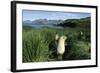 Antarctic Fur Seals Relaxing in Tussock Grass-Paul Souders-Framed Photographic Print