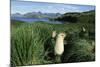 Antarctic Fur Seals Relaxing in Tussock Grass-Paul Souders-Mounted Photographic Print