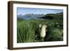 Antarctic Fur Seals Relaxing in Tussock Grass-Paul Souders-Framed Photographic Print