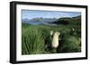 Antarctic Fur Seals Relaxing in Tussock Grass-Paul Souders-Framed Photographic Print