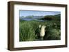 Antarctic Fur Seals Relaxing in Tussock Grass-Paul Souders-Framed Photographic Print