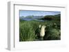 Antarctic Fur Seals Relaxing in Tussock Grass-Paul Souders-Framed Photographic Print