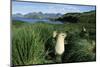 Antarctic Fur Seals Relaxing in Tussock Grass-Paul Souders-Mounted Photographic Print