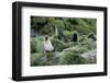 Antarctic Fur Seals Resting on Tussock Grass-Paul Souders-Framed Photographic Print