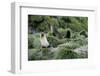 Antarctic Fur Seals Resting on Tussock Grass-Paul Souders-Framed Photographic Print