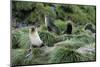Antarctic Fur Seals Resting on Tussock Grass-Paul Souders-Mounted Photographic Print