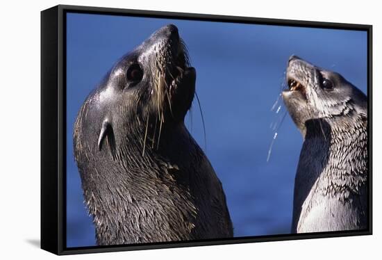 Antarctic Fur Seals-Paul Souders-Framed Stretched Canvas