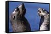 Antarctic Fur Seals-Paul Souders-Framed Stretched Canvas