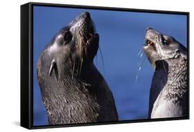 Antarctic Fur Seals-Paul Souders-Framed Stretched Canvas