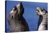 Antarctic Fur Seals-Paul Souders-Stretched Canvas