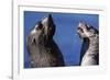 Antarctic Fur Seals-Paul Souders-Framed Photographic Print
