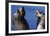 Antarctic Fur Seals-Paul Souders-Framed Photographic Print
