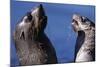 Antarctic Fur Seals-Paul Souders-Mounted Photographic Print