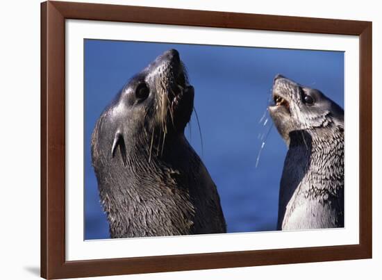 Antarctic Fur Seals-Paul Souders-Framed Photographic Print