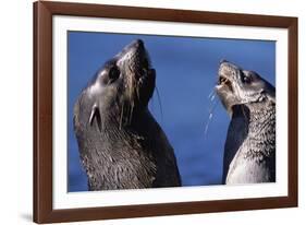 Antarctic Fur Seals-Paul Souders-Framed Photographic Print