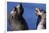 Antarctic Fur Seals-Paul Souders-Framed Photographic Print