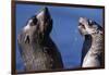 Antarctic Fur Seals-Paul Souders-Framed Photographic Print