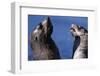 Antarctic Fur Seals-Paul Souders-Framed Photographic Print