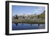 Antarctic Fur Seals-null-Framed Photographic Print