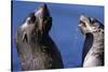 Antarctic Fur Seals-Paul Souders-Stretched Canvas