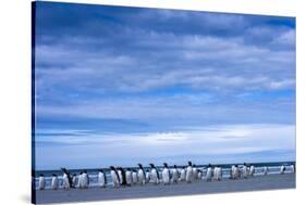 Antarctic, Gentoo penguin group-George Theodore-Stretched Canvas